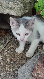 Gattino maschio