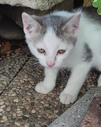 Gattino maschio