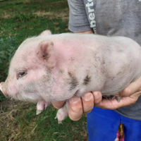 Ultimo Maialino Nano