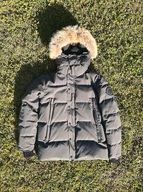 Canada Goose grigia L