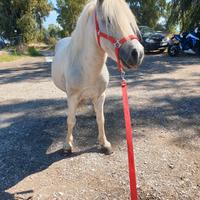 Mini pony Shetland