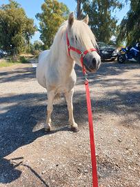 Mini pony Shetland