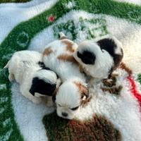 Cuccioli di shih-tzu