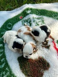 Cuccioli di shih-tzu