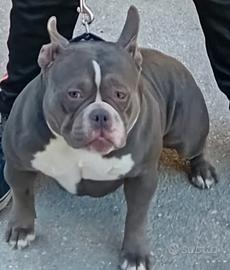 American bully pocket
