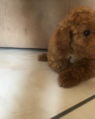 Cuccioli BARBONCINO TOY RED ROSSO