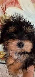 Maltipoo maschietto