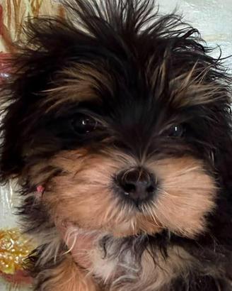 Maltipoo maschietto