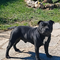 Staffordshire bull terrier per monte