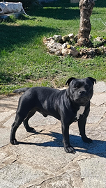 Staffordshire bull terrier per monte