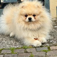 Pomerania maschio