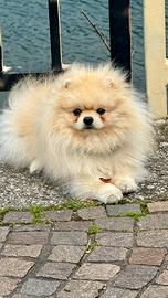 Pomerania maschio