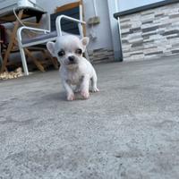 Cuccioli di chihuahua toy