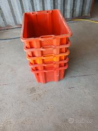 cassette per uva o frutta 