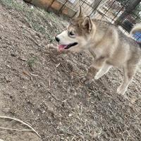 Alaskan malamute