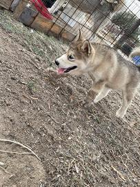 Alaskan malamute