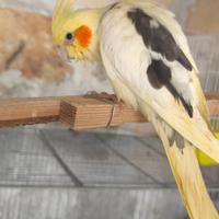 Calopsite allevato a mano