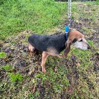 Segugio italiano. Re.ga.lo