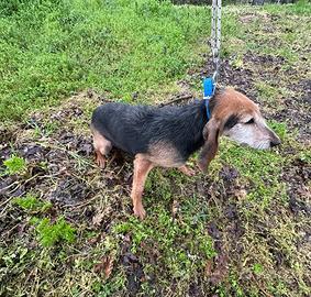 Segugio italiano. Re.ga.lo