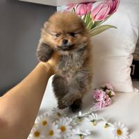 Volpino pomerania LEONESSA Pedigree ENCI 2 mesi