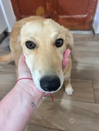 Taglia media/ grande