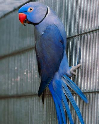 Pappagalli coppie e singoli