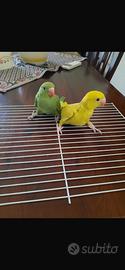 Ucelli