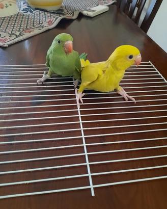 Ucelli