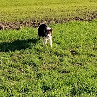 Cucciola di Boder Collie