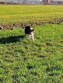 Cucciola di Boder Collie