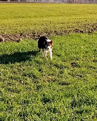 Cucciola di Boder Collie