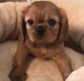 Cavalier king