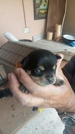 Cuccioli chihuahua con simil volpina