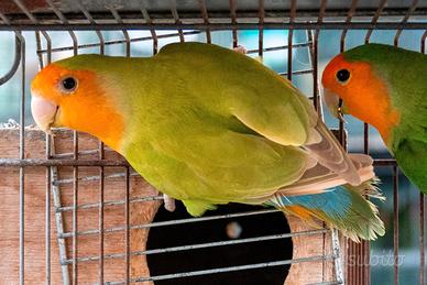 Inseparabile agapornis roseicollis