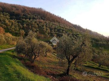 TER. AGRICOLO A PIEVE A NIEVOLE