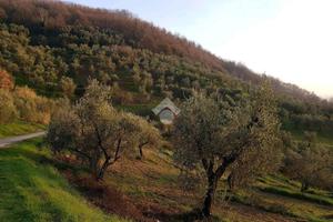 TER. AGRICOLO A PIEVE A NIEVOLE