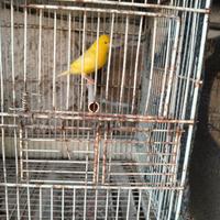 Canarini di colore giallo