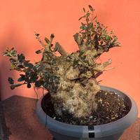 Olivastro bonsai