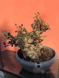 Olivastro bonsai