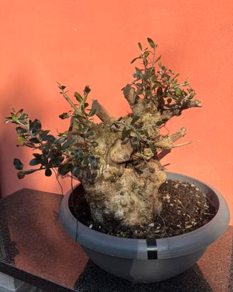 Olivastro bonsai