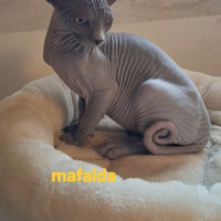 Sphynx gatto nudo