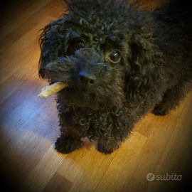 Barboncino nero toy per accoppiamento