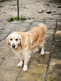 Golden Retriever in affido