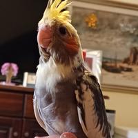 Calopsite perlate allevate a mano