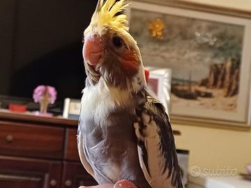 Calopsite perlate allevate a mano