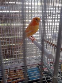 Canarino maschio 2024