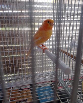 Canarino maschio 2024