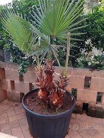 Palme Washingtonia in vaso