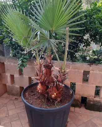 Palme Washingtonia in vaso