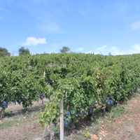 Vigneto Aglianico del Vulture DOCG con quote